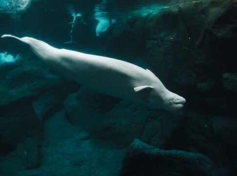 Featured image related to 3 belugas die at Chicago aquarium in just over a week, including 2 recently rescued from Canad